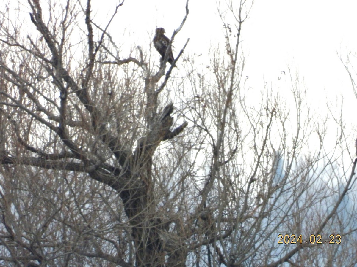 Bald Eagle - ML615377647