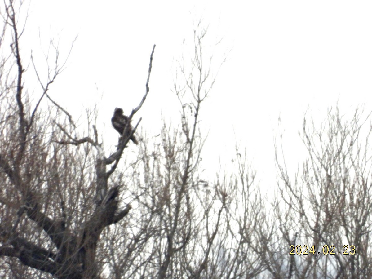 Bald Eagle - ML615377648