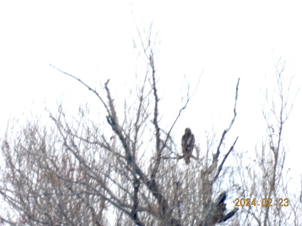 Bald Eagle - ML615377650