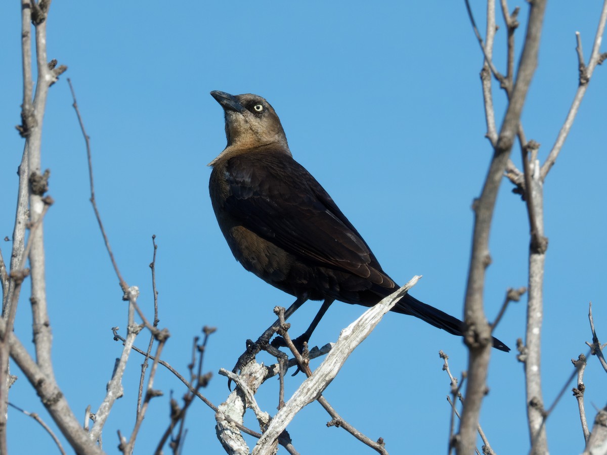 Great-tailed Grackle - ML615377655