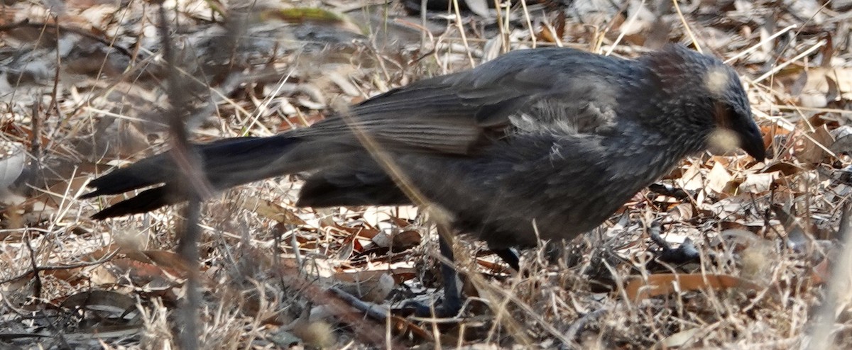 Apôtre gris - ML615377715