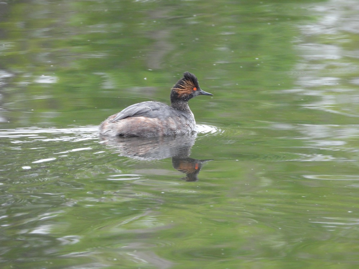 Eared Grebe - Jane Schrenzel