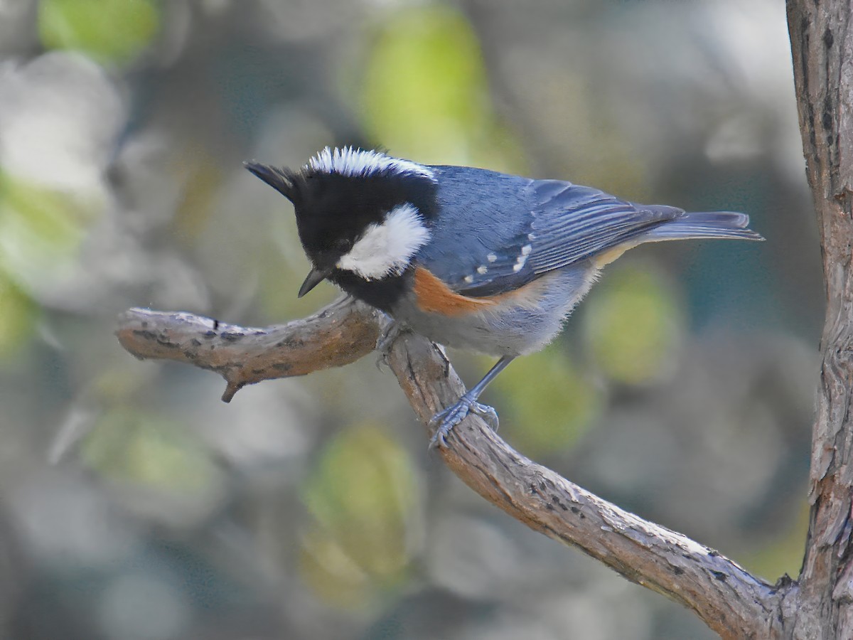 Coal Tit - Arup Ghosh