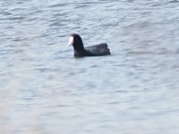 American Coot - Milton Paul