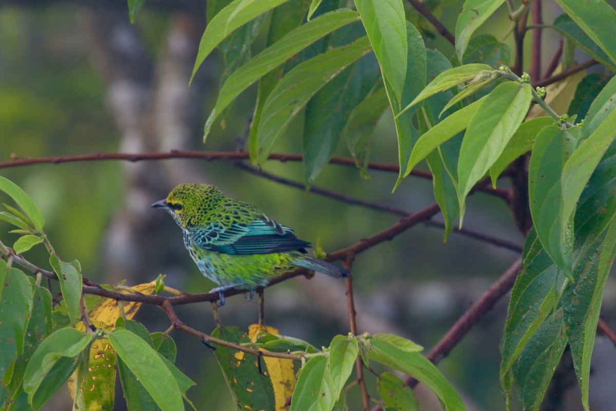 Speckled Tanager - ML615377907