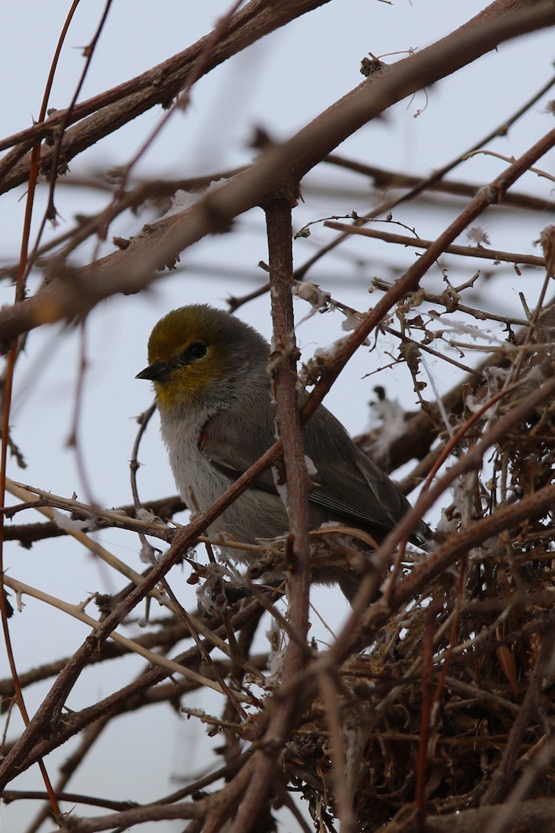 Verdin - Don Brode