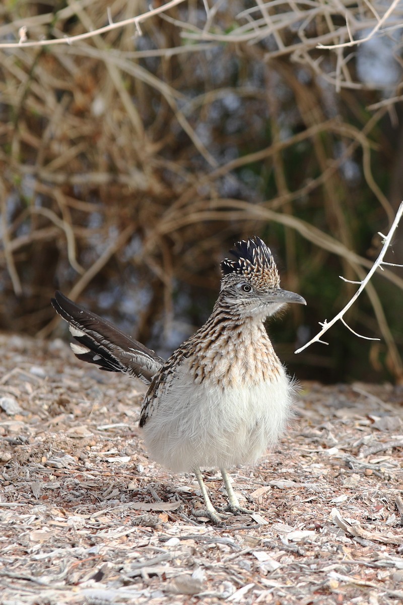 Greater Roadrunner - Don Brode