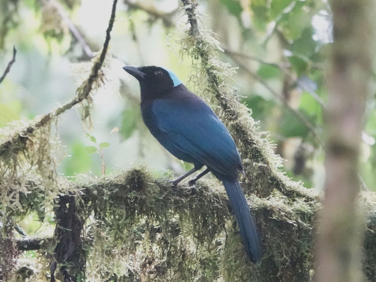 Azure-hooded Jay - Josh Seibel