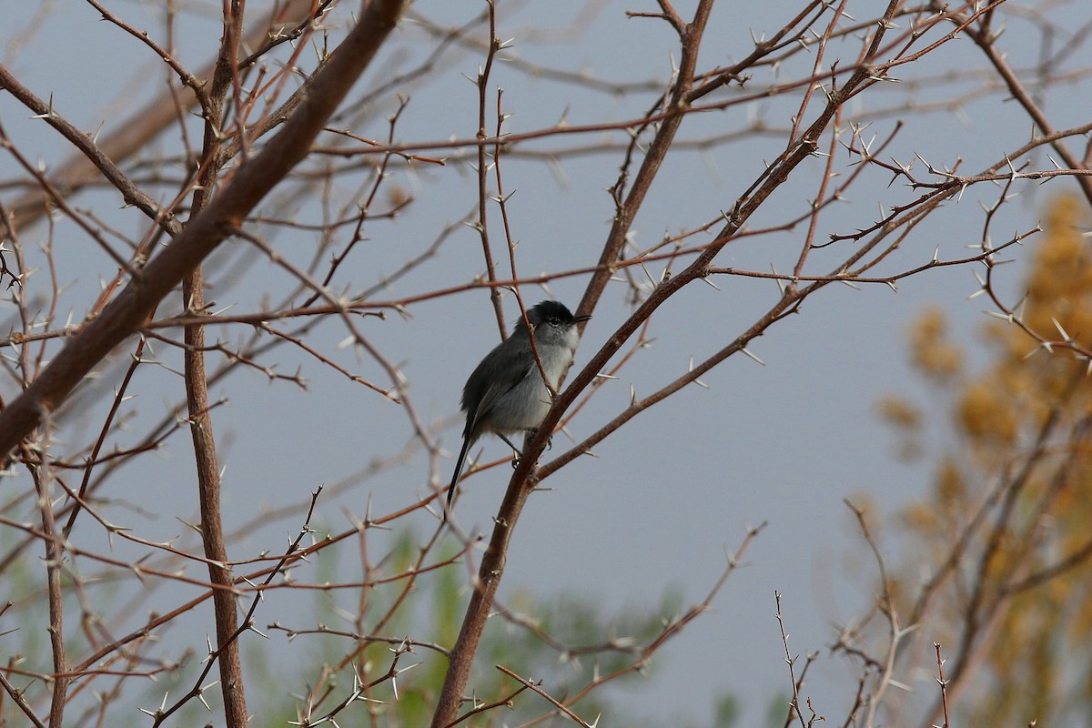 Black-tailed Gnatcatcher - Don Brode