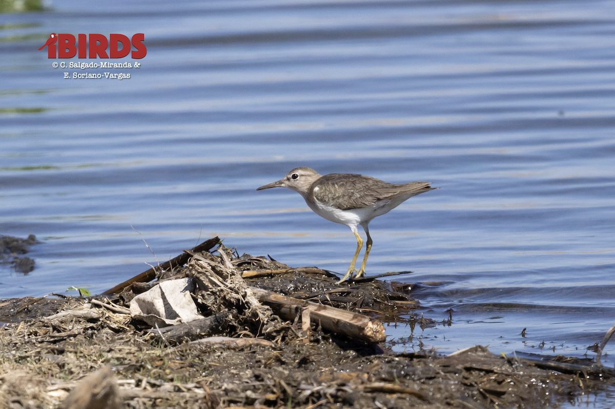 Spotted Sandpiper - ML615378094