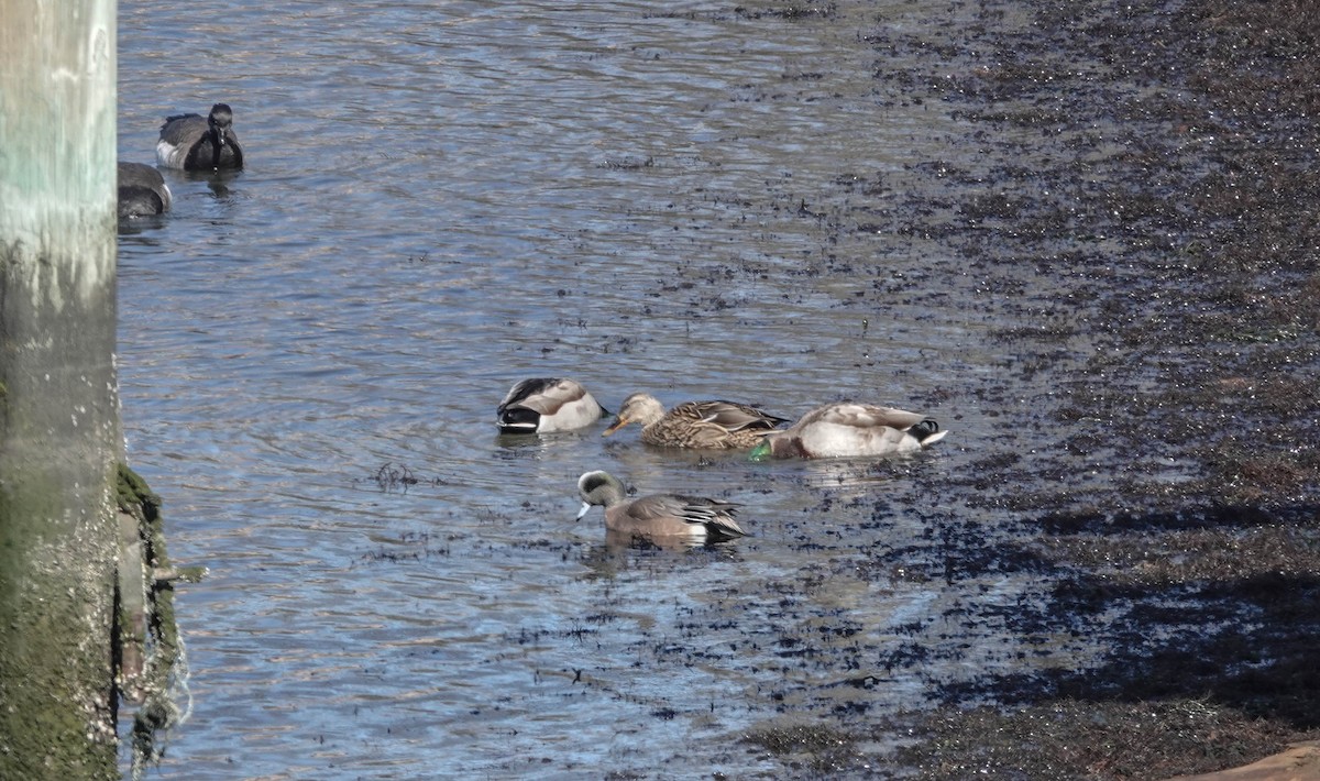 American Wigeon - ML615378117