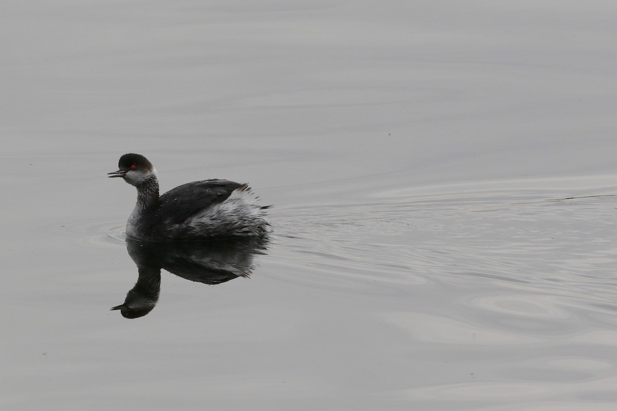 Eared Grebe - Don Brode