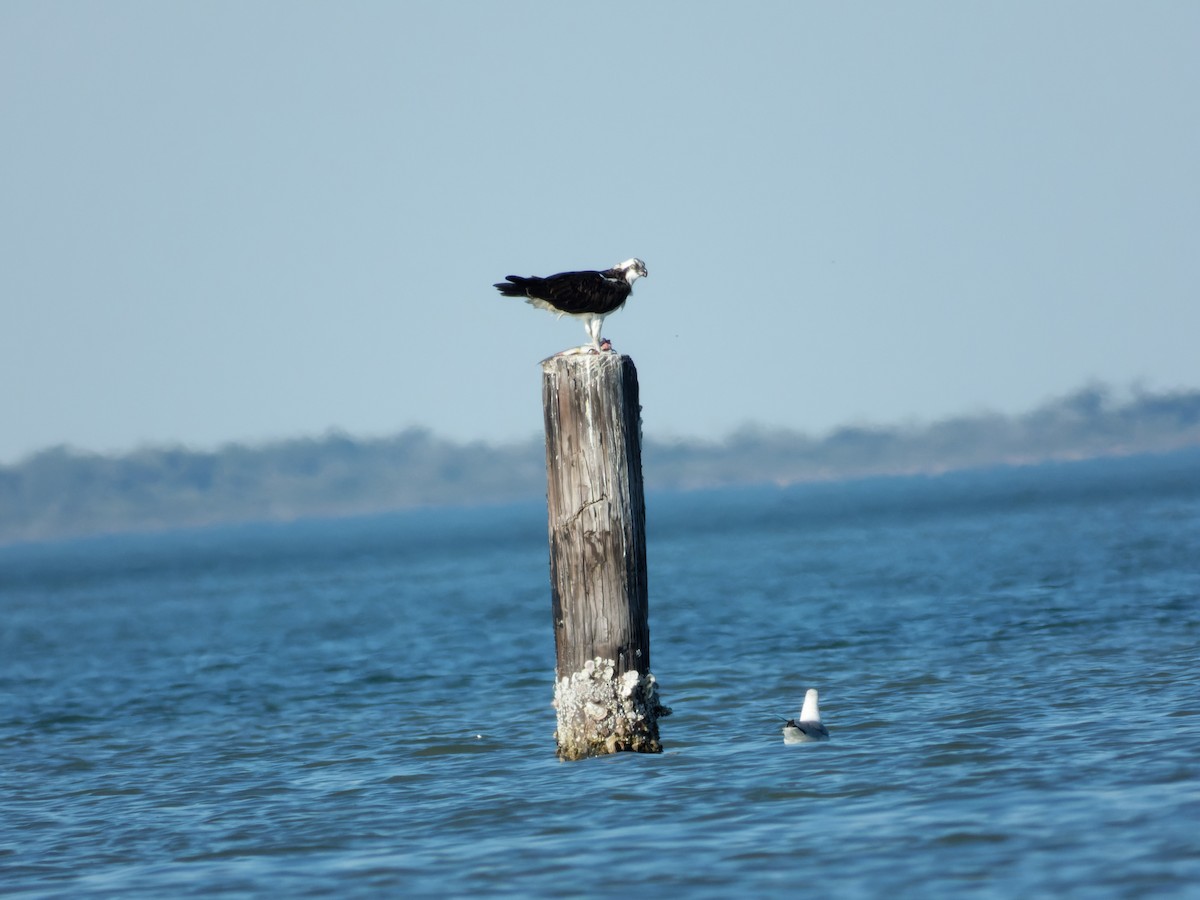 Osprey (American) - ML615378195