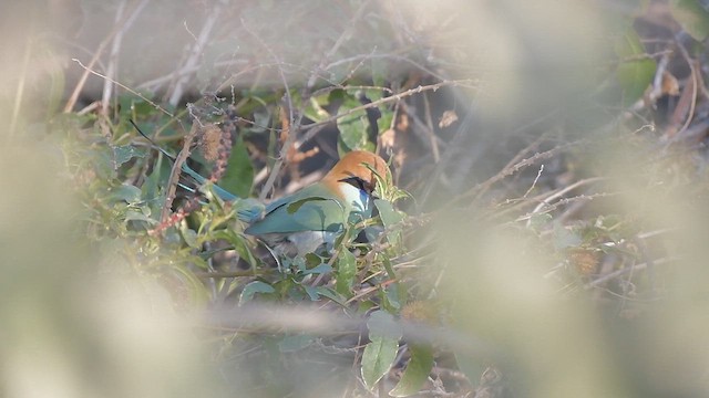 Russet-crowned Motmot - ML615378205