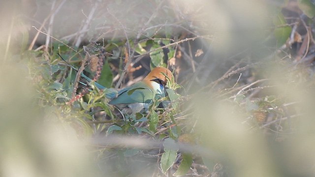 Motmot à tête rousse - ML615378205