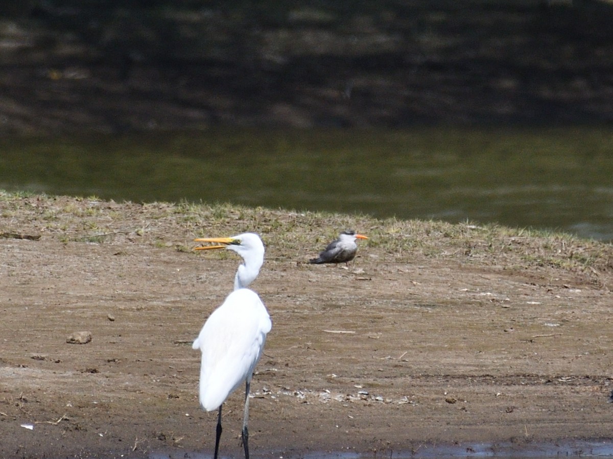 Black-bellied Tern - Maulik Varu