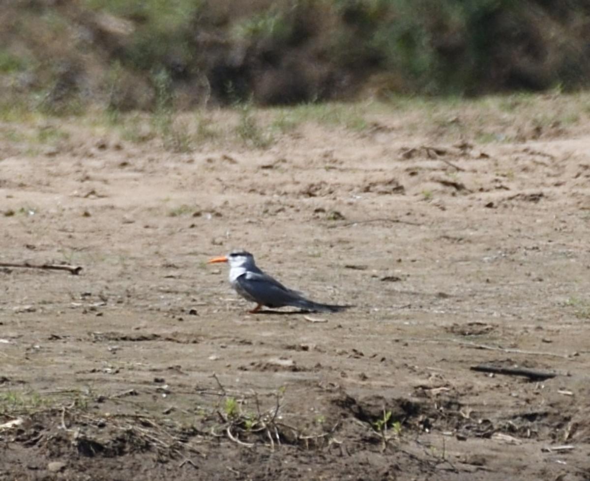 Black-bellied Tern - Maulik Varu