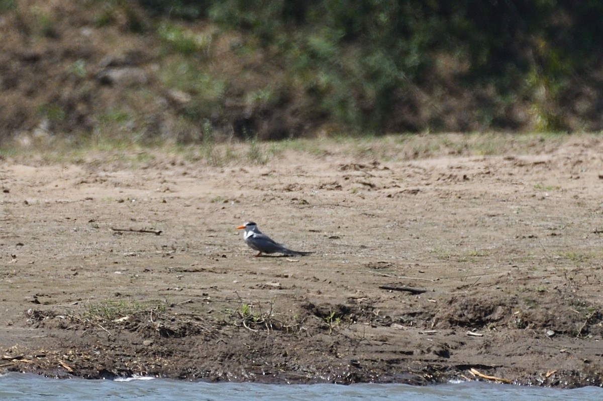 Black-bellied Tern - Maulik Varu