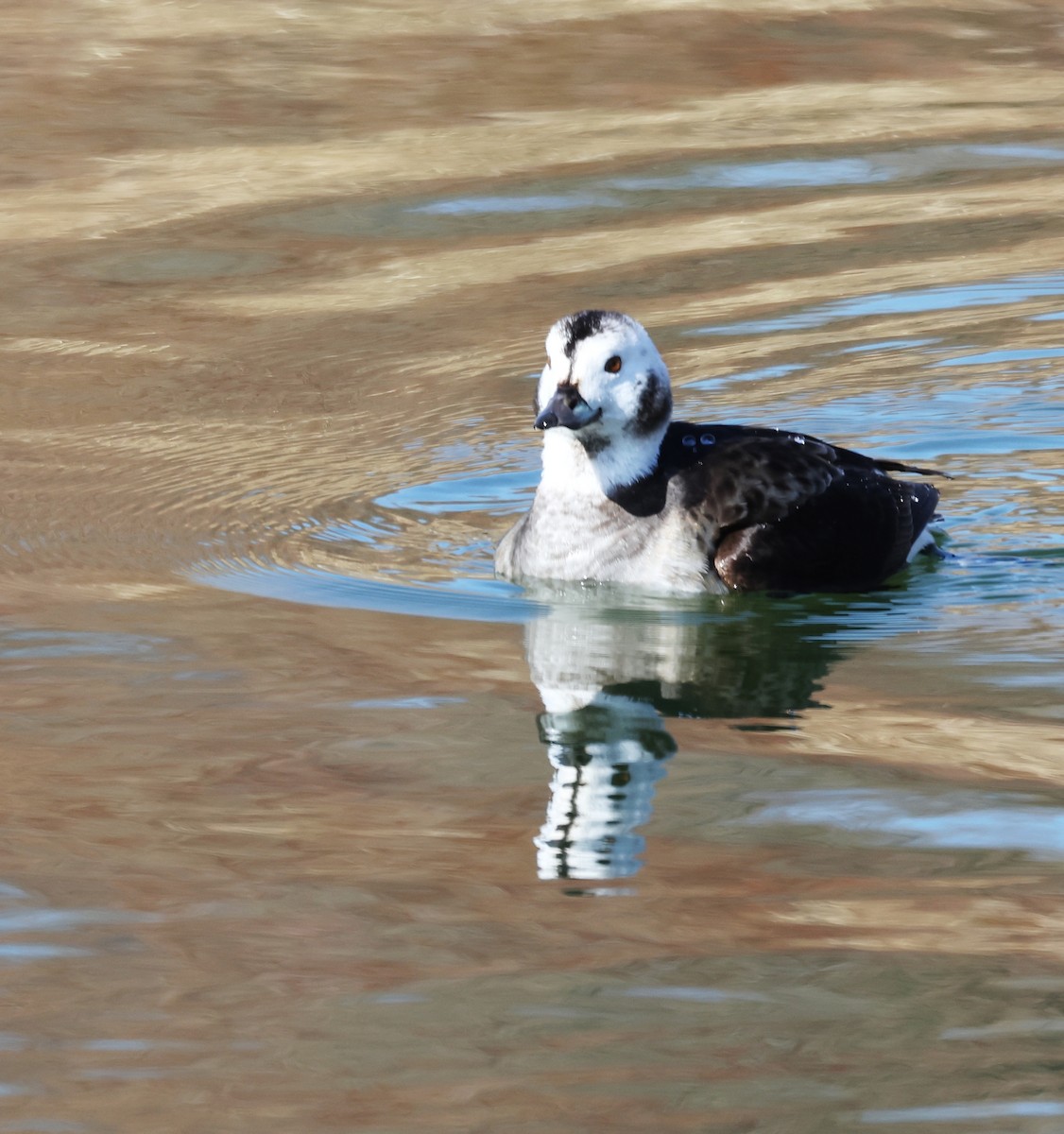 Long-tailed Duck - ML615378299