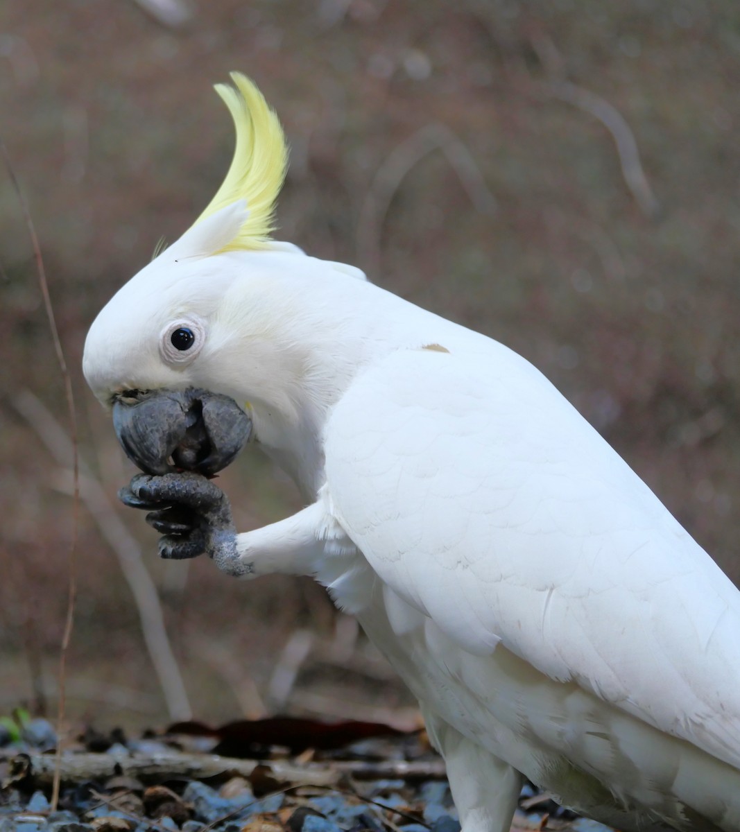 Sulphur-crested Cockatoo - ML615378305