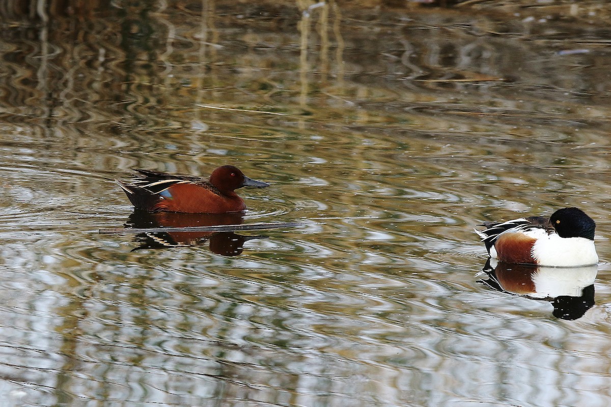 Cinnamon Teal - ML615378307