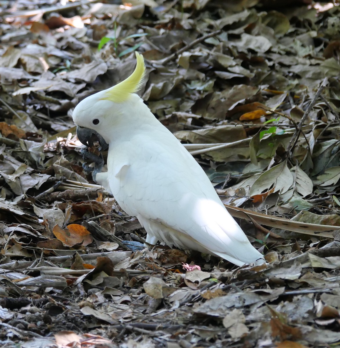 Sulphur-crested Cockatoo - ML615378308