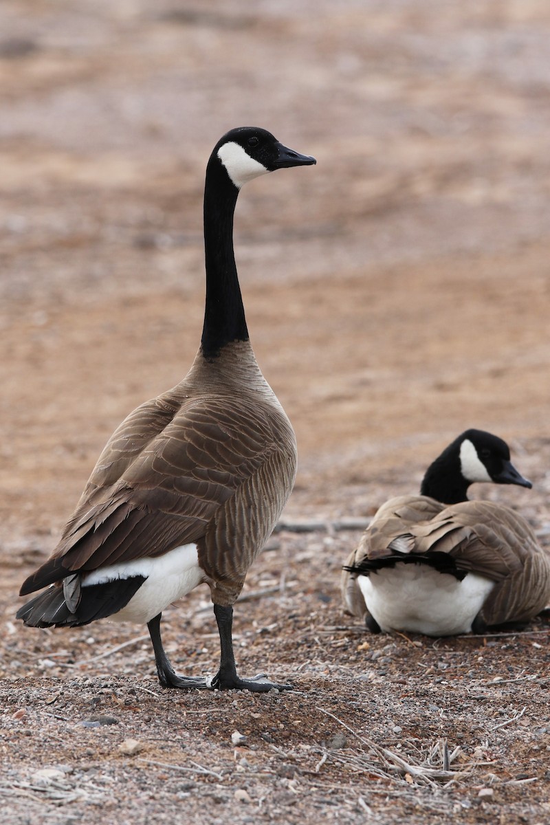 Canada Goose - Don Brode