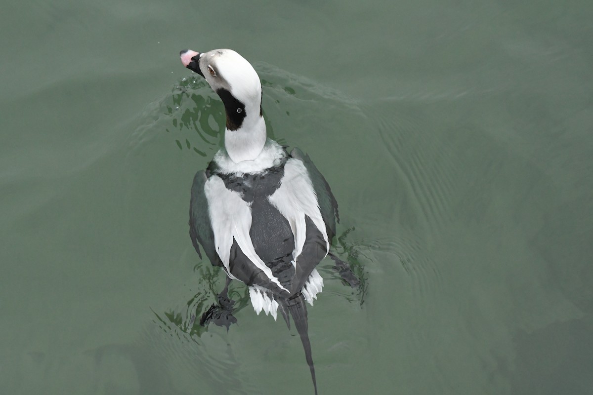 Long-tailed Duck - Ethan Gosnell