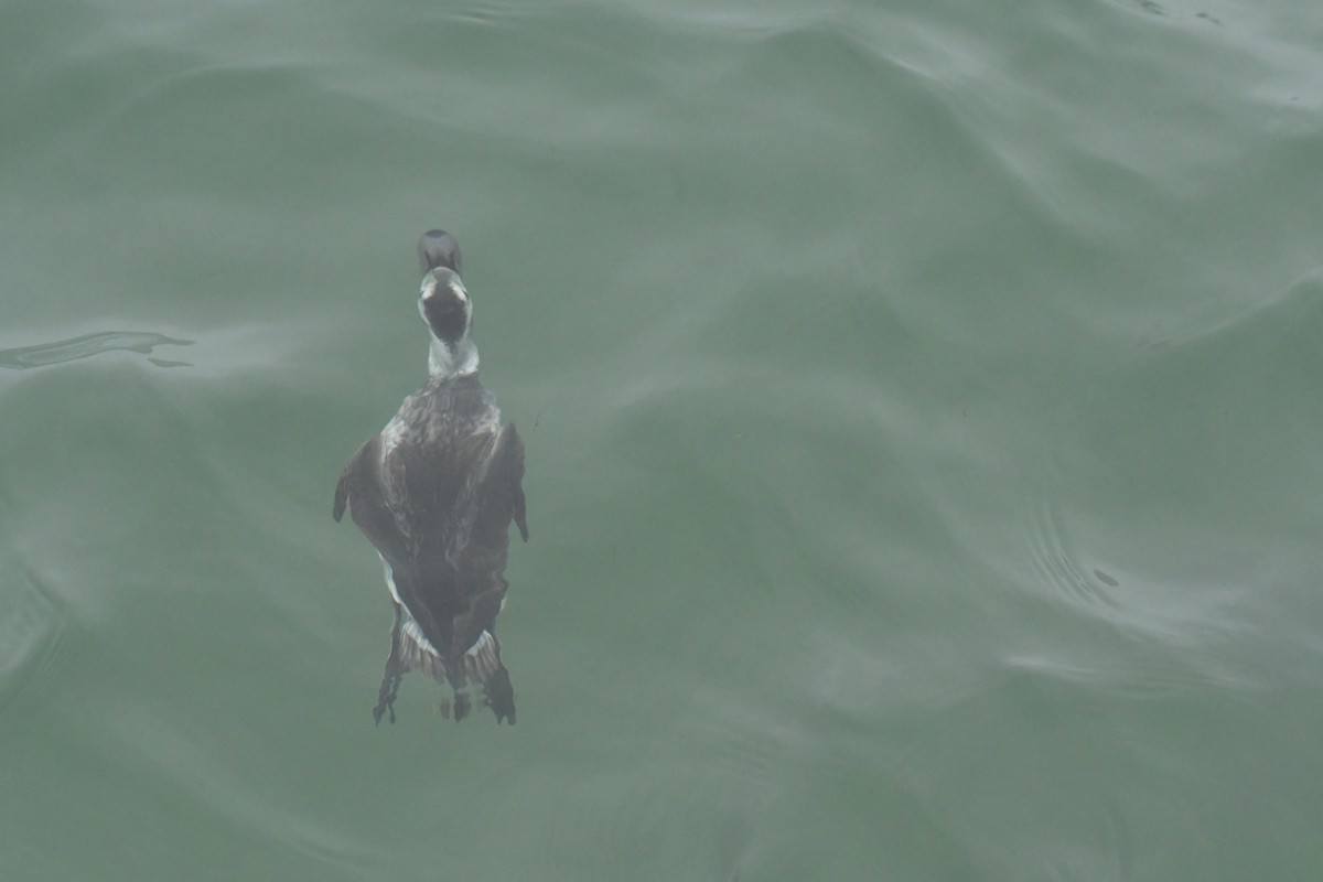 Long-tailed Duck - Ethan Gosnell