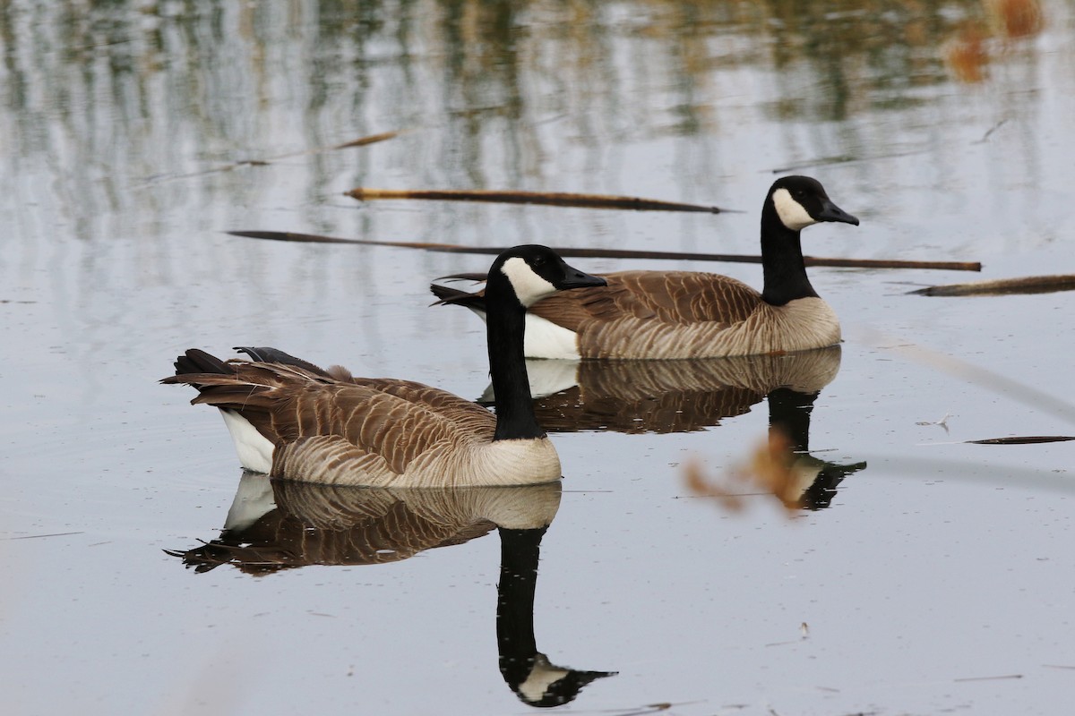 Canada Goose - ML615378393