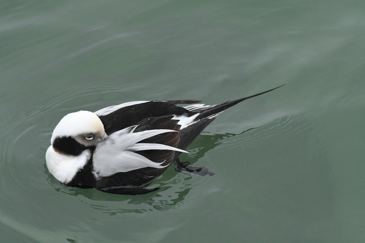 Long-tailed Duck - Ethan Gosnell