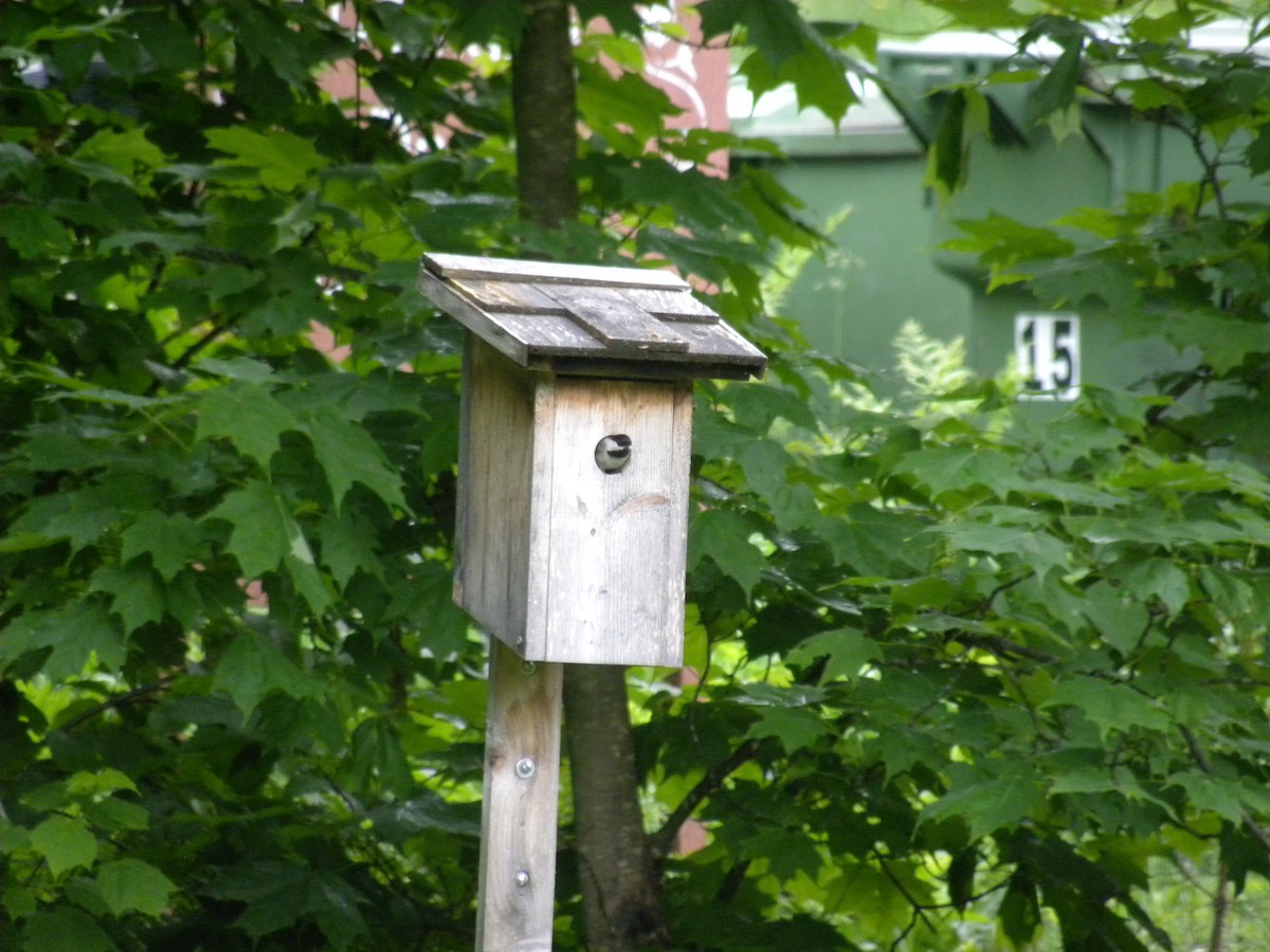 Black-capped Chickadee - ML61537841