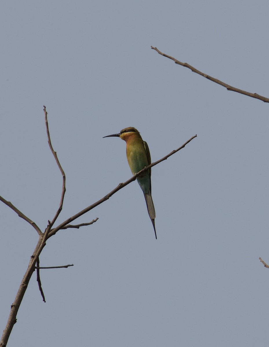 Blue-tailed Bee-eater - ML615378439