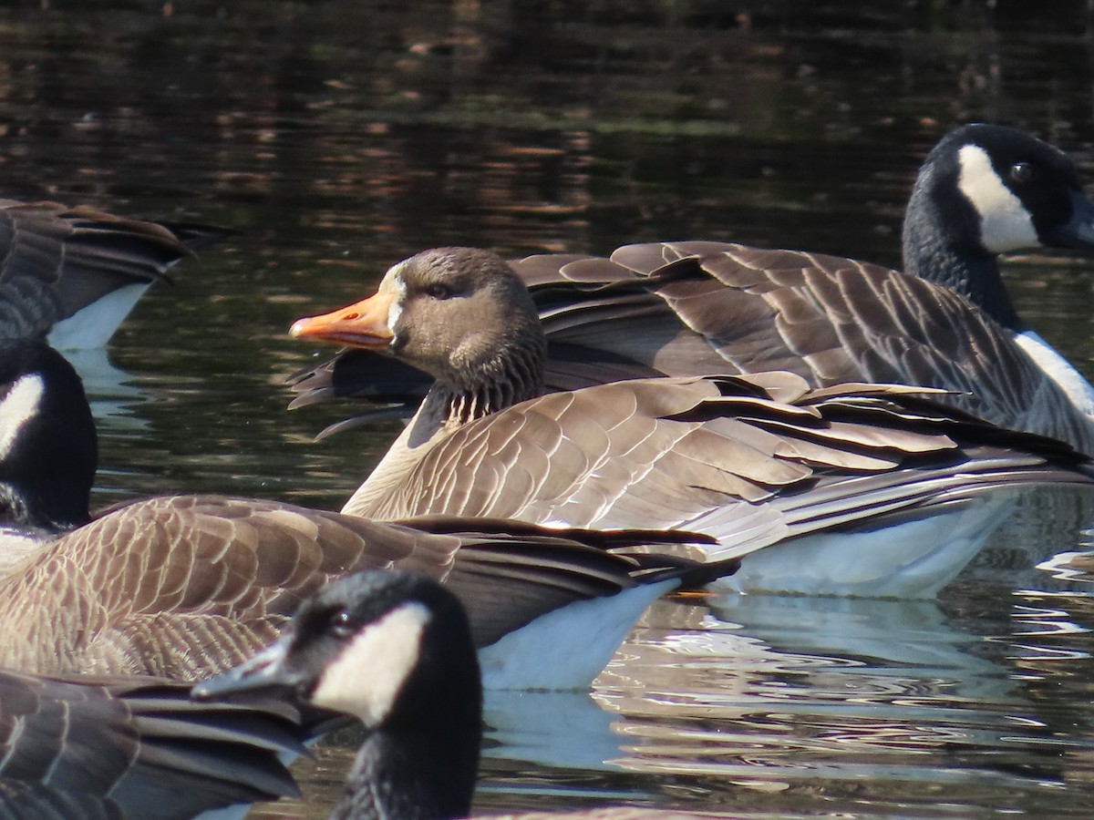 Greater White-fronted Goose - ML615378496