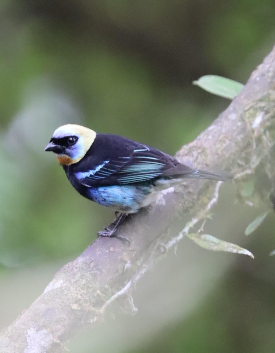 Golden-hooded Tanager - David Die