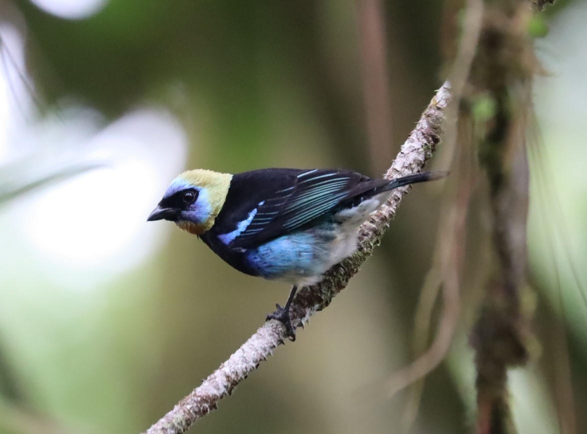 Golden-hooded Tanager - ML615378505