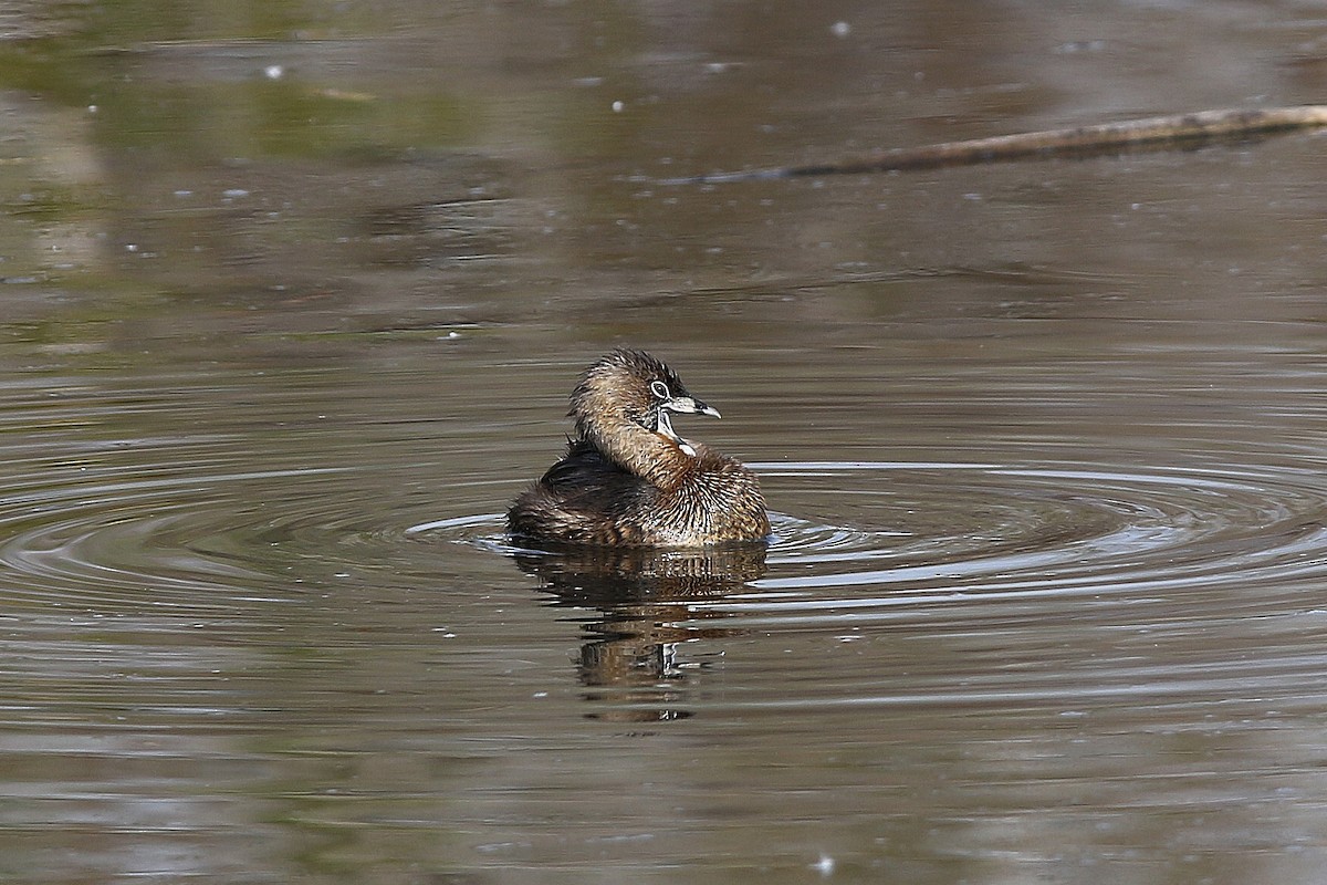 Pied-billed Grebe - Don Brode