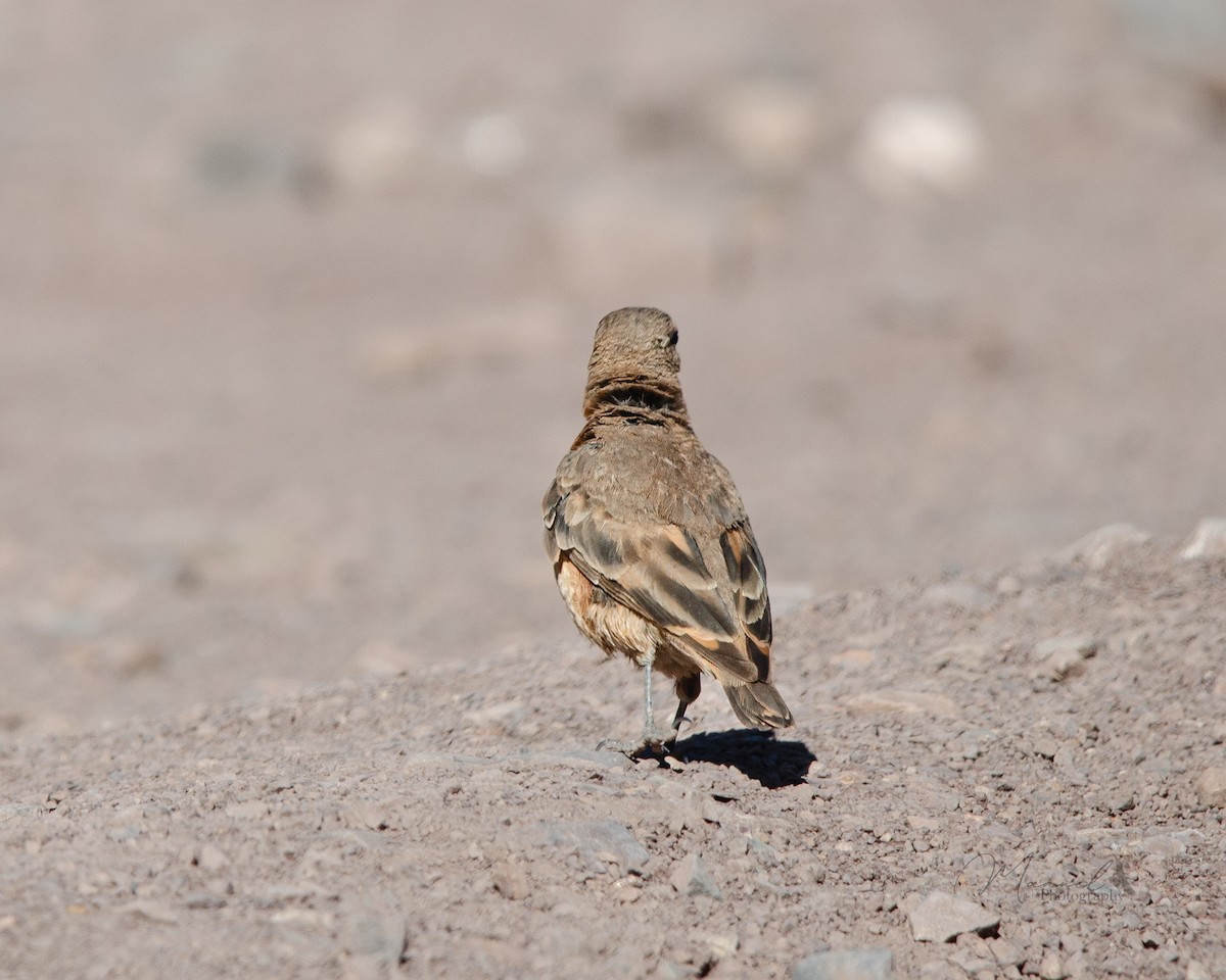 Rufous-banded Miner - ML615378543