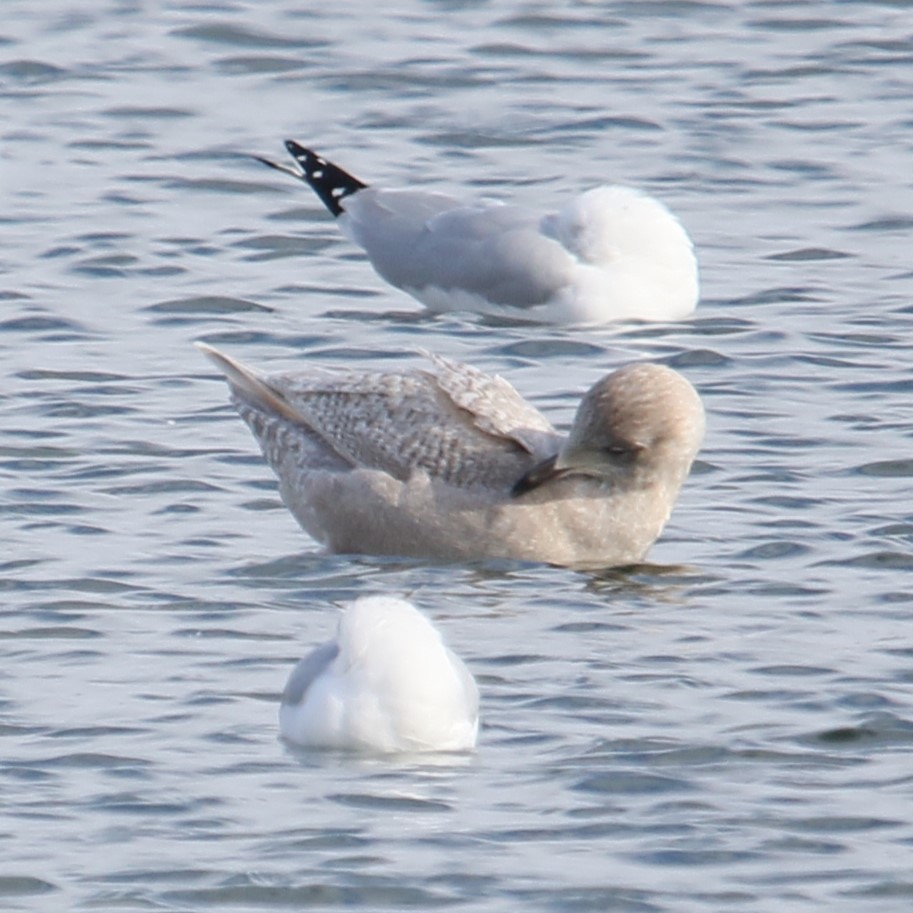 Goéland arctique - ML615378566