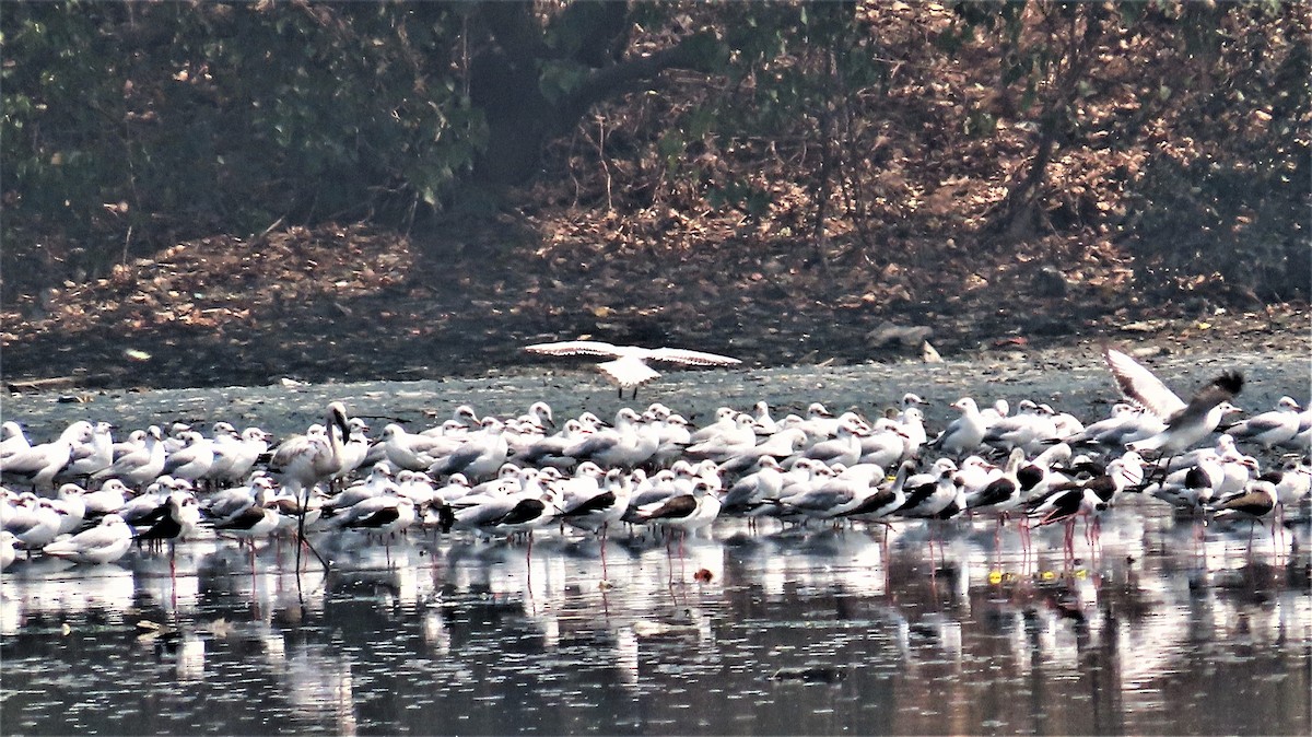 Échasse blanche - ML615378577