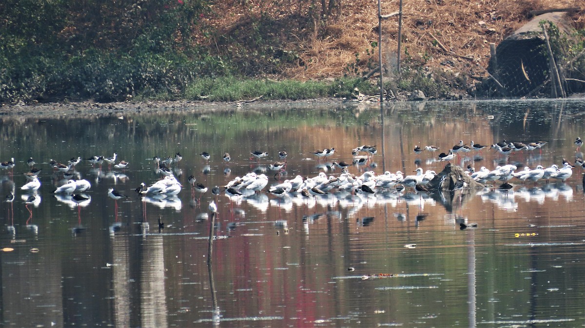 Black-winged Stilt - ML615378595