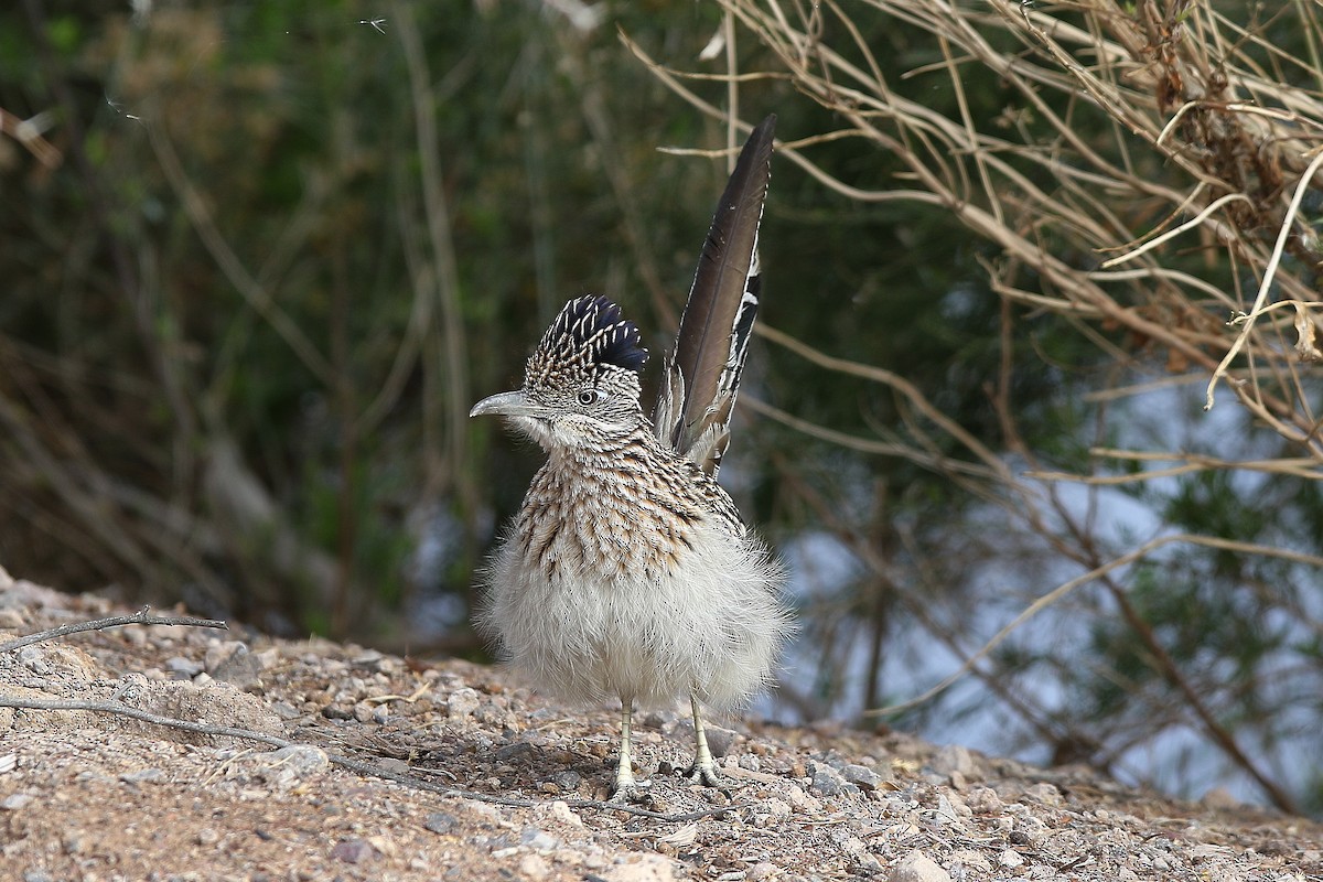 Greater Roadrunner - Don Brode