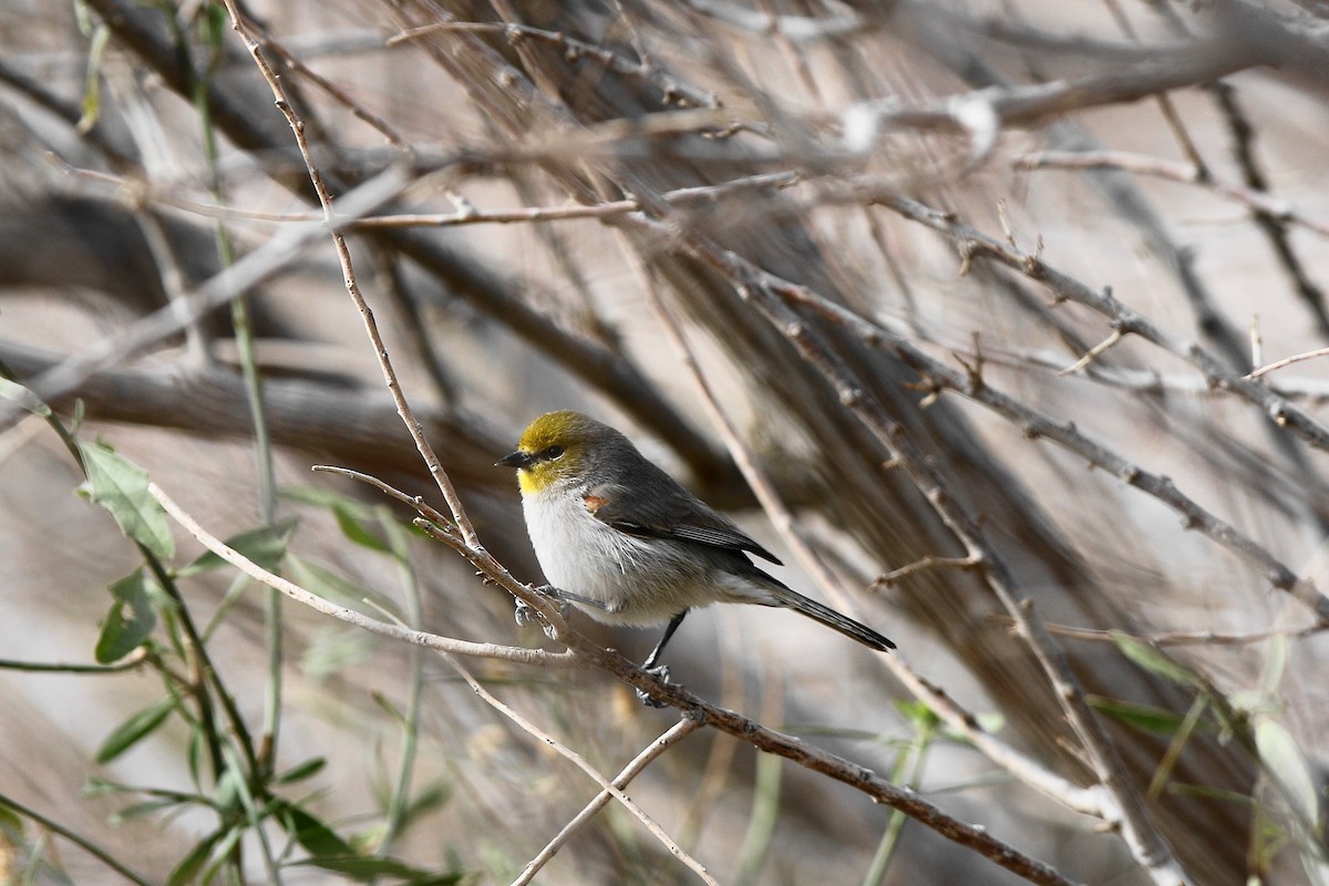 Verdin - Don Brode