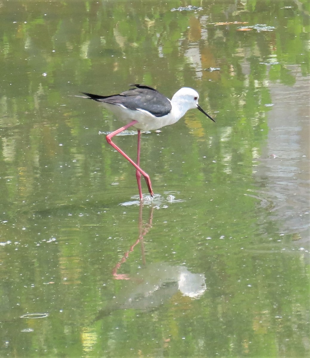 Black-winged Stilt - Sunita Dighe