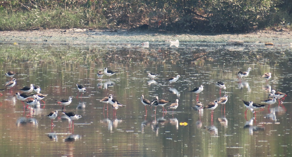 Black-winged Stilt - ML615378669