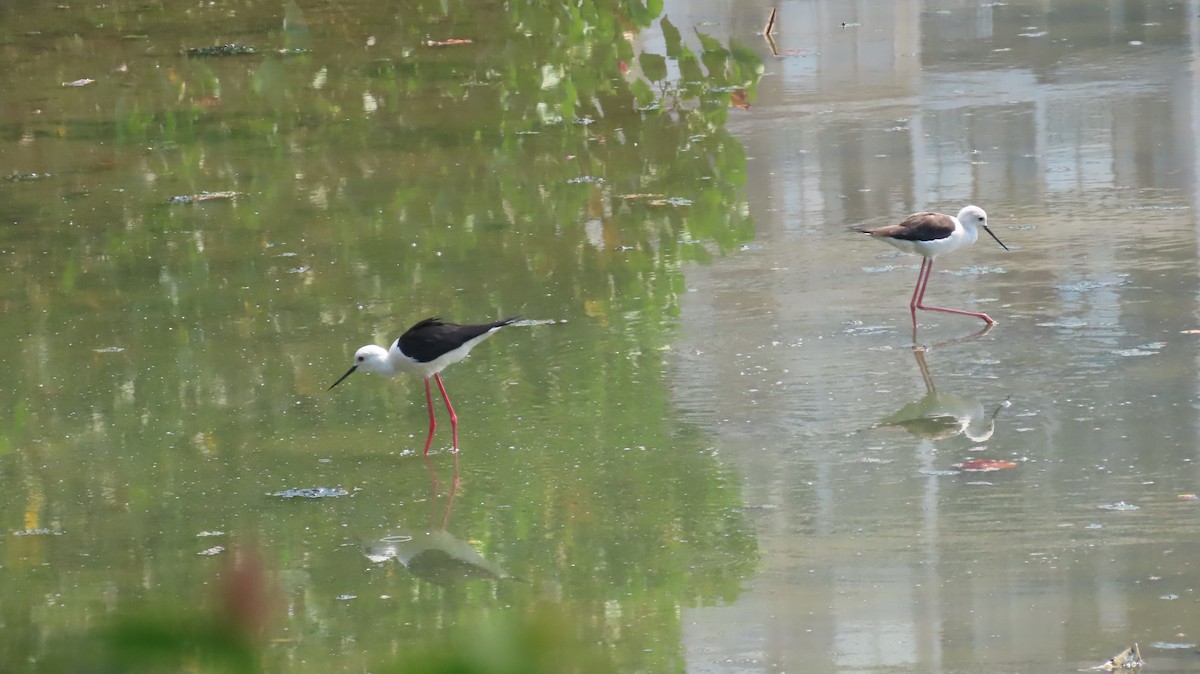 Black-winged Stilt - ML615378671