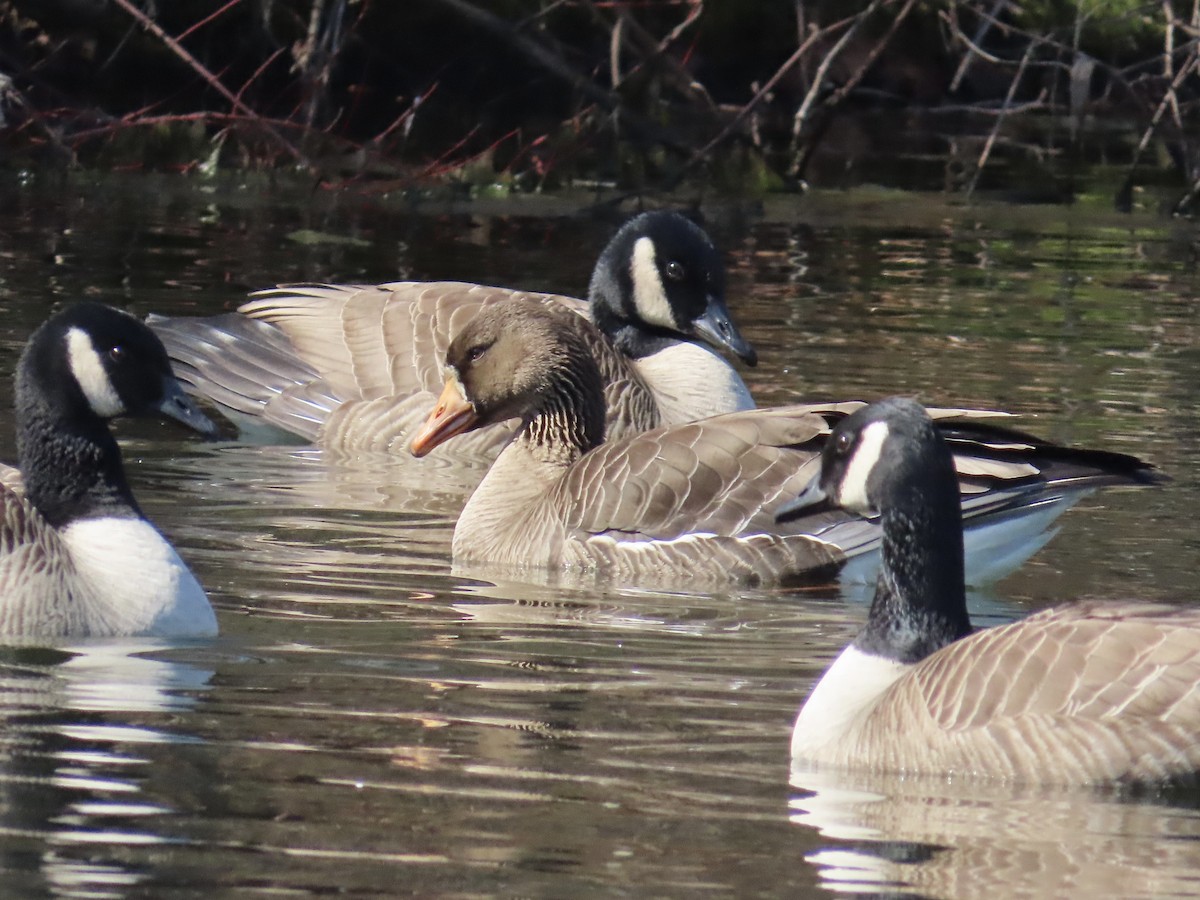 Greater White-fronted Goose - ML615378690