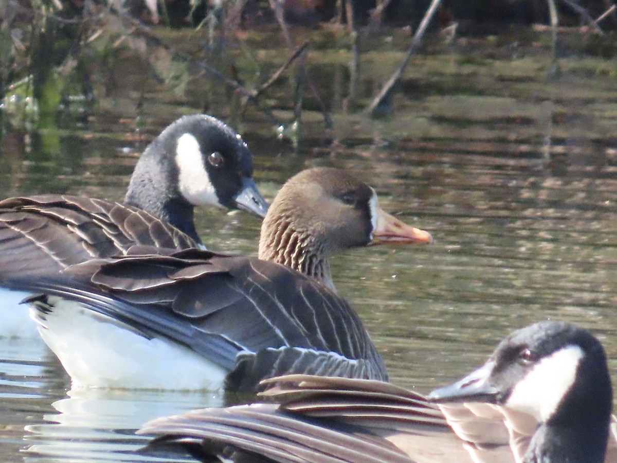 Greater White-fronted Goose - ML615378692