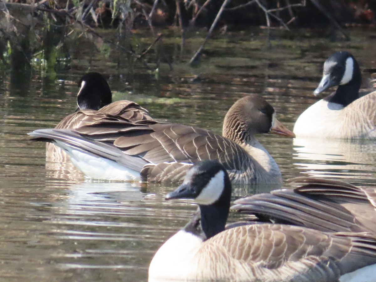 Greater White-fronted Goose - ML615378697
