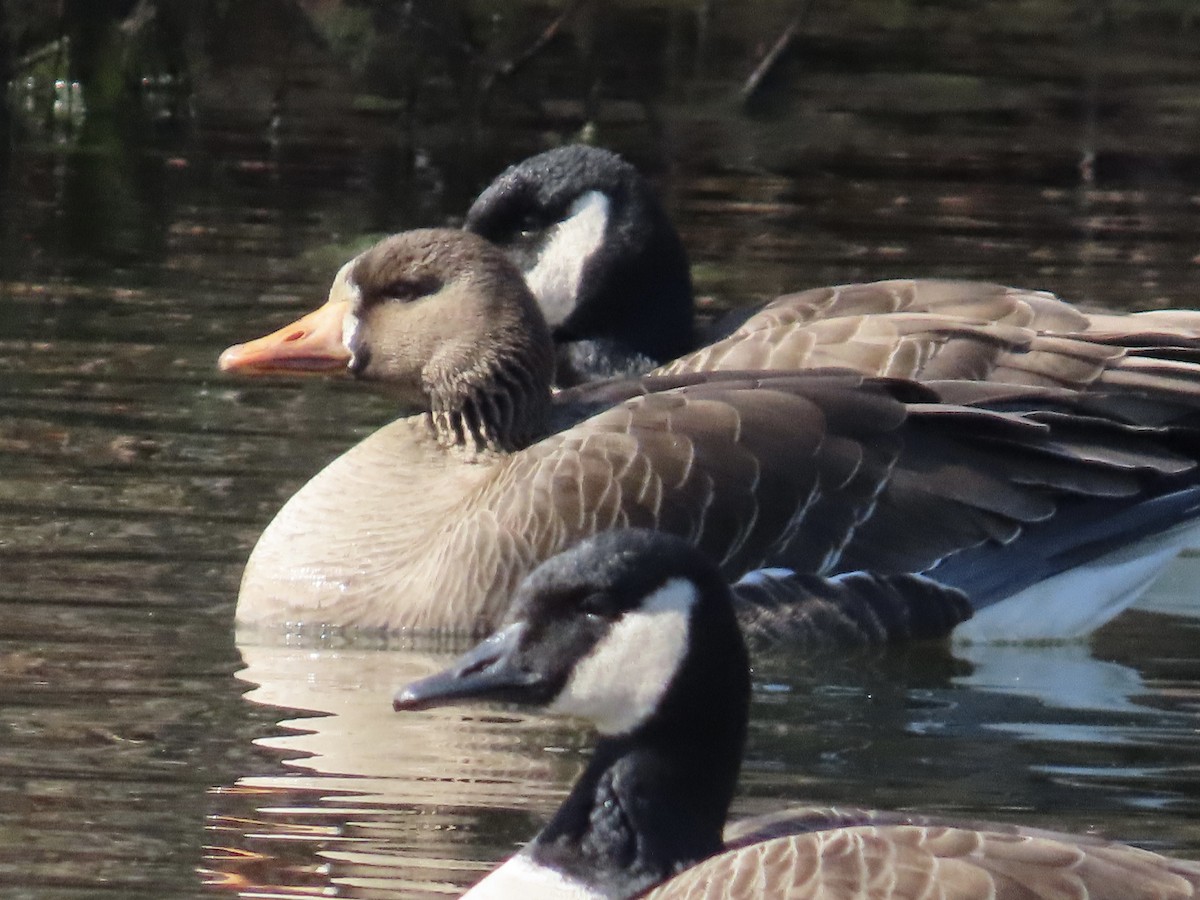 Greater White-fronted Goose - ML615378698